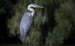 Uyarılara aldırış etmeyip göle girdi, timsaha yem olduAnkara escort